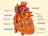 Electrical conduction of the heart